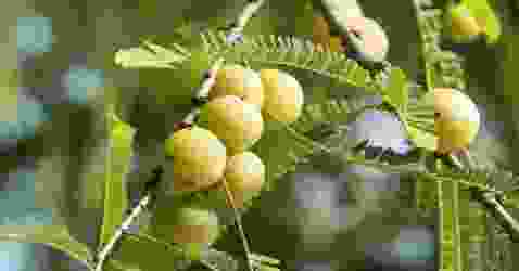 Follow a healthy path with Indian gooseberry